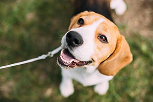 Pet obituaries