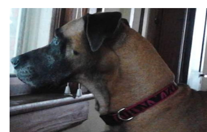 Marley Nicole Weiner - ShenandoahValleyObits.com