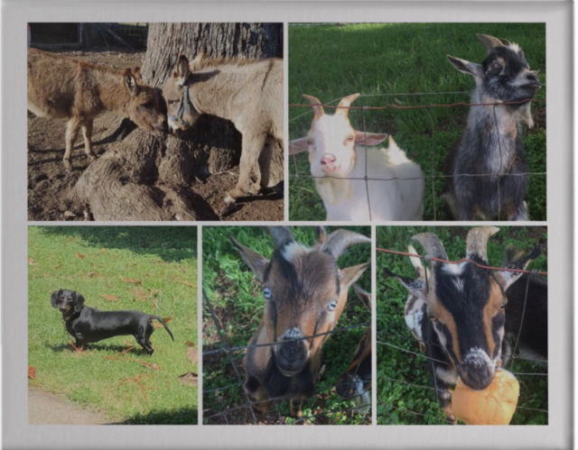 Rose, Lilly, Billy, Bucky, Stormy and Patches