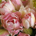 Nancy Fadely