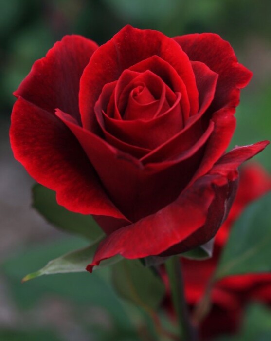 Rose Beauchesne