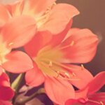 Janis Joye (Wilson) Brown